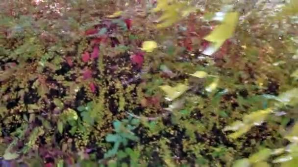Kameran Flyger Förbi Höstens Växter Med Färgglada Blad — Stockvideo