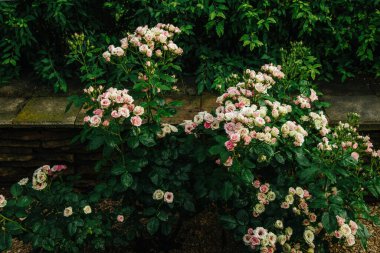 Yağmur damlaları olan büyük beyaz ve pembe güller.