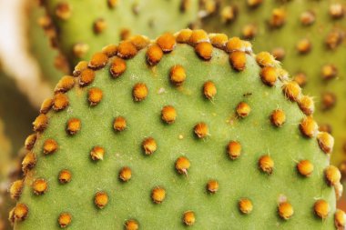 Düz cladode opuntia ayrıntı, küçük yuvarlak hairlike sarı glochids, yeşil - sarı renk kontrast
