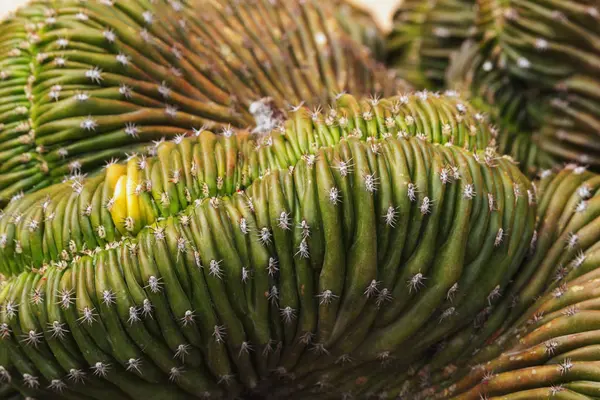 Cereus Etli Bitki Bölümünde Etkileyici Şekil Olağandışı — Stok fotoğraf