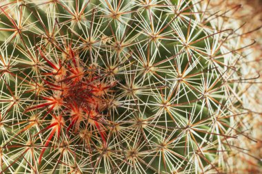 Etli bitki makro, üstten görünüm, seçici odak, soyut etkisi, canlı renkler