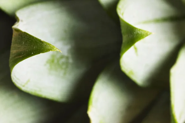 Ananas Taç Dikenli Kenar Boşluğu Ayrıntı Makro Fotoğraf Yüksek Karşıtlık — Stok fotoğraf