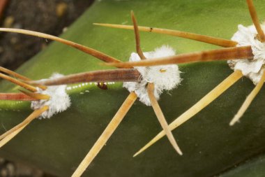 Etkileyici kaktüs omurgalar, macrophotography, yatay kompozisyon, canlı renkler, studio fotoğraf, yumuşak karşıtlık ,