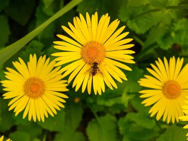 Bir Arı Doronicum Veya Leopard Bane Çiçek Üzerinde Yeşil Odak — Stok fotoğraf