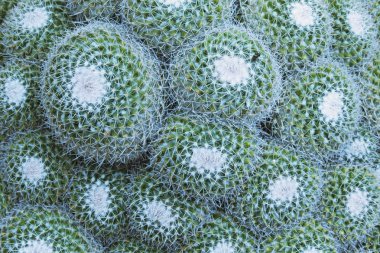 Etkileyici kaktüs arka plan, mammillaria etli bitki, üstten görünüm, güzel renk karşıtlığını beyaz spines ve yeşil bitki arasında