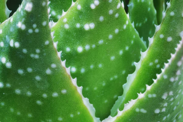 Büyük Aloe Beyaz Lekeler Beyaz Dişler Makro Fotoğrafçılık Etkileyici Arka — Stok fotoğraf