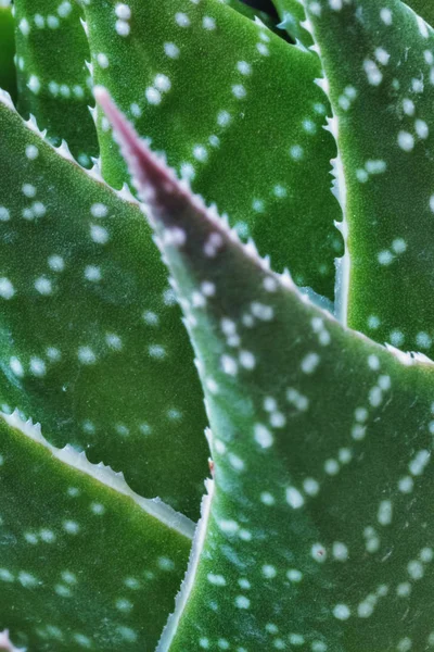 白い斑点 白い歯 マクロ撮影 縦組版 動的対角線 ピントの前景に鋸歯状の葉と偉大なアロエの葉詳細 — ストック写真