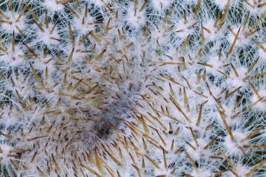 Fantastik turuncu spines ve beyaz areoles, makro fotoğrafçılık, şekillerin renklerine karşı 