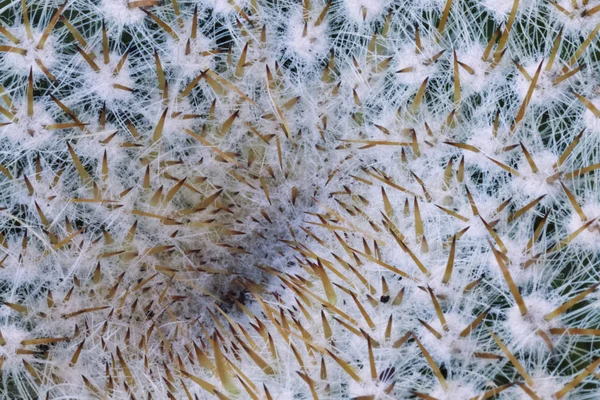 Fantastik Turuncu Spines Beyaz Areoles Makro Fotoğrafçılık Şekillerin Renklerine Karşı — Stok fotoğraf