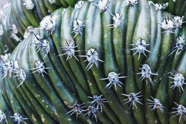 Section of a succulent plant ,impressive shape like folds ,green color plant and white spines create a beautiful color contrast   ,macrophotography