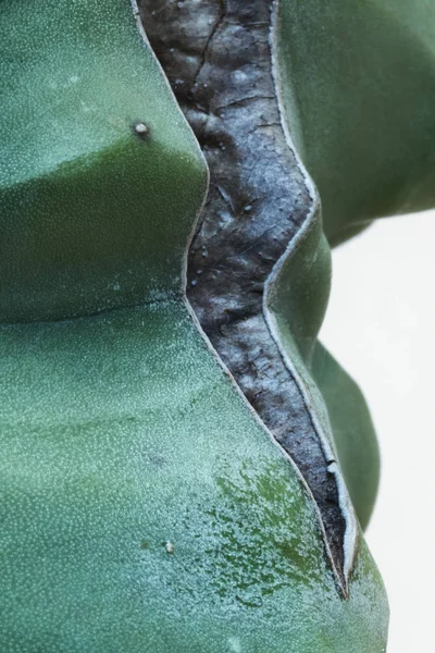 印象的なサボテンの傷 面白い形 マクロ撮影 縦組版 — ストック写真