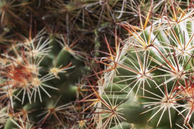 Etli bitkiler, makro fotoğrafçılık, üstten görünüm, seçici odak, soyut etkisi, canlı renkler