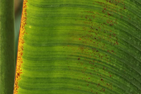 Folha Verde Enorme Uma Árvore Viajante Ravenala Madagascariensis Uma Borda — Fotografia de Stock