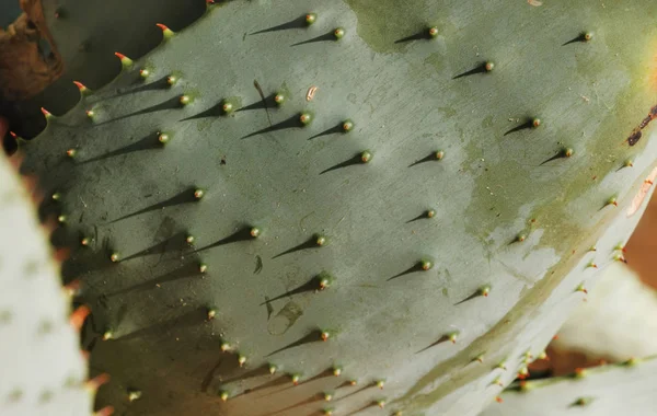 Gran Aloe Ferox Amarga Aloe Hoja Sombras Divertidas Superficie Hoja — Foto de Stock