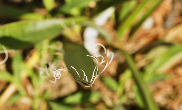 Agave Blad Flera Små Vita Filament Curl Från Blad Marginal — Stockfoto