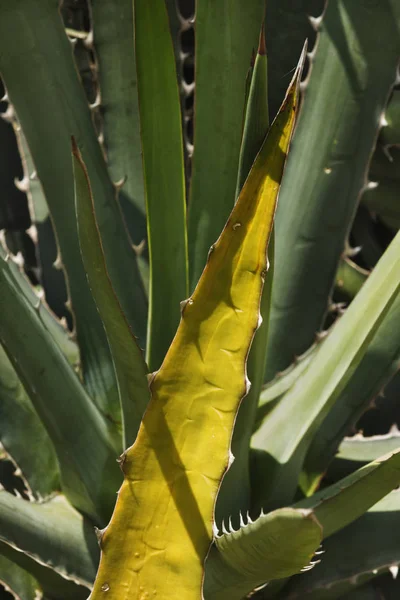 アガベ Univittata 黄色の葉は灰緑色の葉をいくつか 垂直成分の表面に太陽の影に囲まれました — ストック写真
