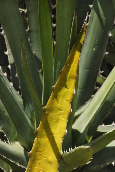 Agave univittata yaprakları, sarı yaprak birkaç gri-yeşil yaprakları, Güneş gölgeler yüzeylerde, dikey kompozisyon çevrilidir