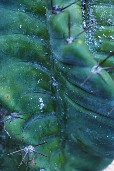 Kaktüs Soyut Desen Seçici Odak Canlı Renkler Dikey Kompozisyon — Stok fotoğraf