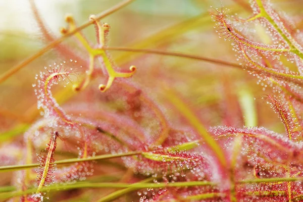 Fantastic Drosera Close Beautiful Red Yellow Color Contrast Crossing Lines — Stock Photo, Image