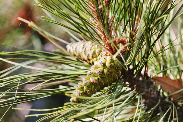 Gałąź Drzewa Sosnowego Szyszek Pyłku Piękne Liście Jak Igła Wysoki — Zdjęcie stockowe