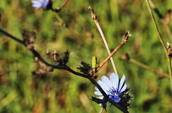Flor Azul Brillante Achicoria Común Una Ramita Enfoque Selectivo Planta — Foto de Stock