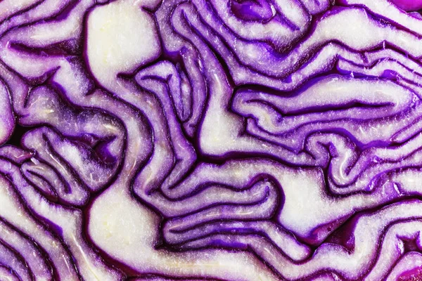 Bright Purple Cabbage Section Studio Shot Beautiful Shape — стоковое фото