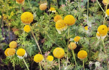 Birkaç papatya çiçeği, çiçeği ve sarı disk florets karşı bir yeşil ve odak arka plan beyaz ışınları ,
