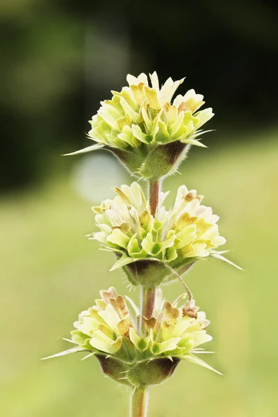 Egy Fényes Morina Longifolia Whorlflower Egy Vékony Szárú Kis Virágok — Stock Fotó
