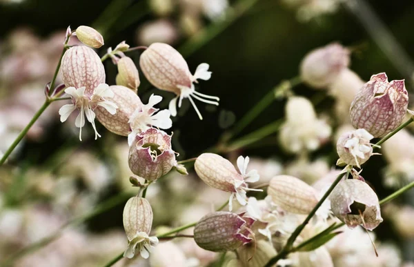 Bladder campion or silene vulgaris flowers  in a field ,a white  flower  on a reddish calyx in a green and out of focus background