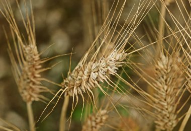 A beautiful close-uo of a durum wheat spikelet in the foreground ,several spikelets in the background out of focus  clipart
