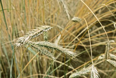Güzel çavdar alanına yakın kadar spikelets ve crossing, sapları parlak altın renkleri