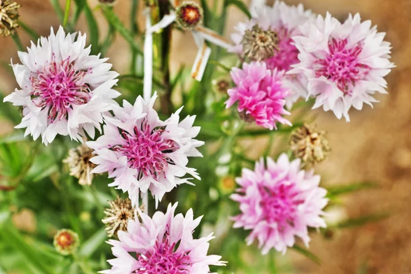 White-pink cornflowers (centaurea cyanus ) , a white ring of few large spreading ray florets surrounding a central pink cluster od disc florets , selective focus ,