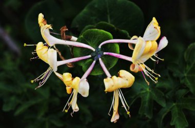  Hanımeli Çiçek - lonicera caprifolium-, üstten görünüm fotoğraf, ince çiçek sapları uzatma radyal, arka planı yeşildir ve dışarı odak noktası, renkler doymuş ,