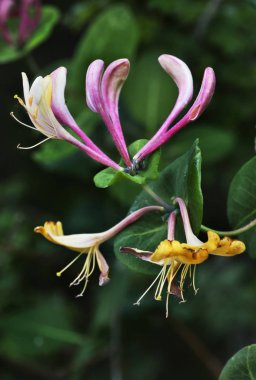  Hanımeli Çiçek - lonicera caprifolium - çiçek, ince kaynaklanıyor radyal genişletmek, arka planı yeşildir ve dışarı odak noktası, renkler doymuş ,