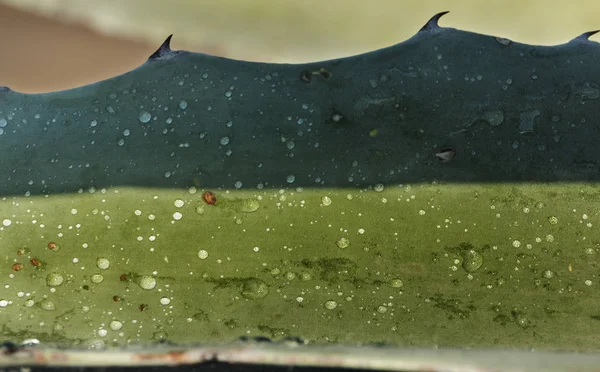 リュウゼツランの葉 光と影 葉に日光 色むら セレクティブ フォーカスのいくつかの反射水の滴 — ストック写真
