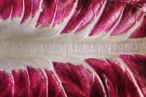Detail of a bright red salad leaf ,white and red color shading ,abstract effect ,fantastic leaf texture