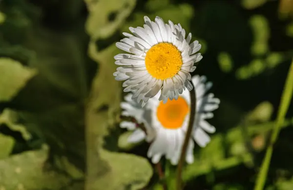 Parlak Papatya Güneşli Bir Çayırda Komik Beyaz Yaprakları Yüz Güneş — Stok fotoğraf