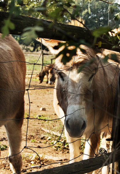 A funny donkey looks curiously , animals are in a stockyard , it's a sunny day in a countryside 