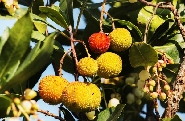 Beautiful fruits of strawberry tree or arbutus unedo tree ,the fruits are yellow and red with rough surface , bright sunny day