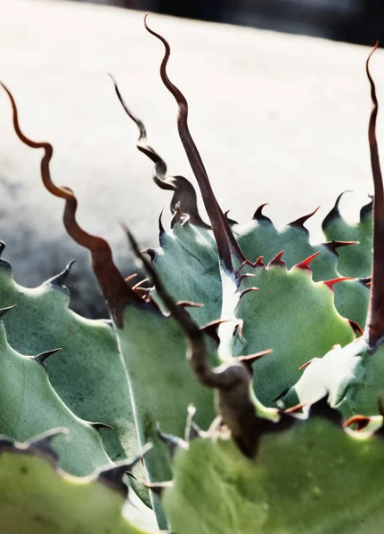 Blue Green Agave Leaves Beautiful Long Sharp Thorns Bright Spiral — Stock Photo, Image