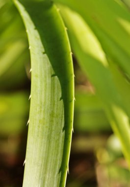 Etkileyici eryngium pandanifolium yaprak, yaprak ince ve dikenli bir kenar boşluğuna, ışık ve gölge, yeşil renk geçiş, dikey kompozisyon