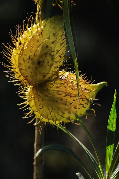 Gomphocarpus Fruticosus Meyvelerini Asclepias Fruticosa Arghel Veya Balon Pamuk Çalı — Stok fotoğraf