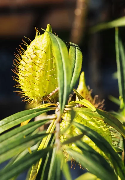 Gomphocarpus Fruticosus의 Asclepias Arghel 열매는 부드러운 — 스톡 사진