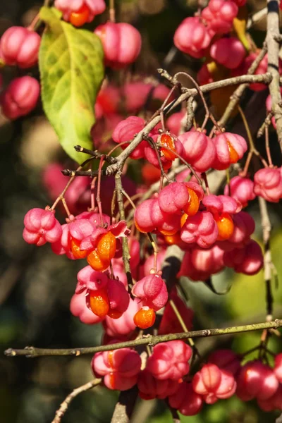 Fuso Fantástico Árvore Euonymus Europaeus Detalhe Das Frutas Vermelhas Com — Fotografia de Stock