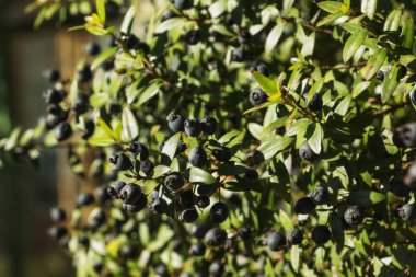 Harika mavi-siyah meyve, - myrtus communis - ışık ve gölge ile Mersin Şubesi