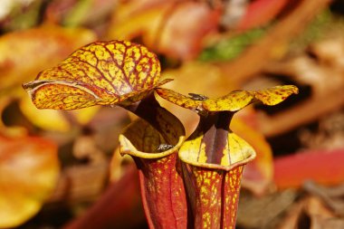 Yellow pitcher mouth with operculum of a pitcher plant -sarracenia flava-,two flies on the flowers , the operculum is yellow with red spots ,focus on the foreground ,leaves in the background  clipart