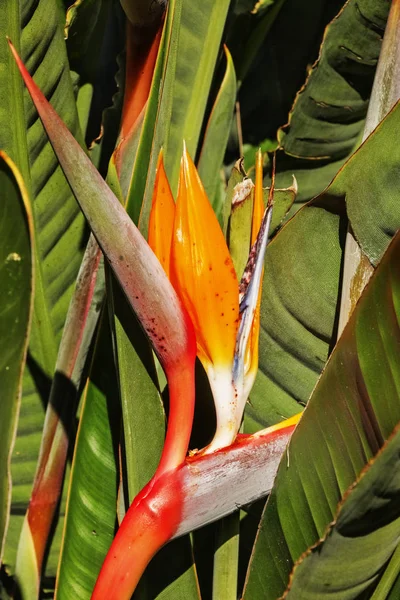 Fantastik cennet kuşu çiçeği - STERLİÇYA Viktorya-portakal sepals ve mavi-beyaz yaprakları ile yatay önümüzdeki