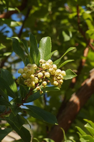 Hermosas Flores Fresa Blanca Una Pequeña Rama Con Flores Forma —  Fotos de Stock