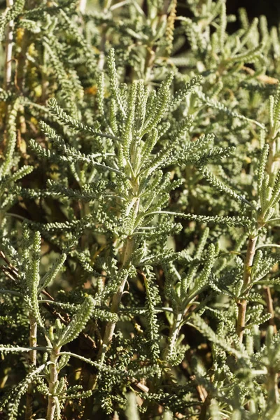 Piękny Świętego Lnu Santorina Rosmarinifolia Kompaktowy Zimozielony Krzew Wąskie Aromatyczne — Zdjęcie stockowe