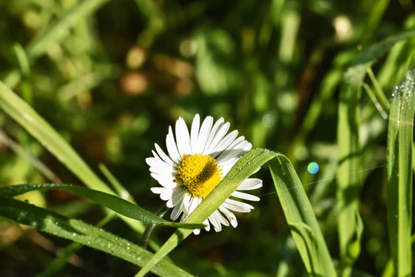 Güneşli Bir Çayırda Komik Beyaz Yaprakları Güneş Doğru Bir Parlak — Stok fotoğraf